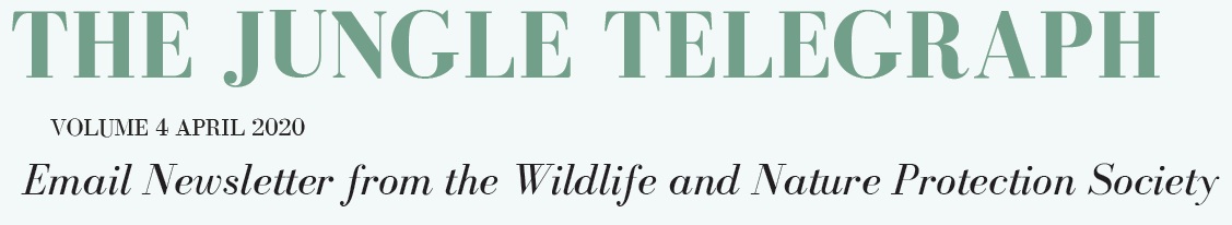 jungle-telegraph__1127x206.jpg